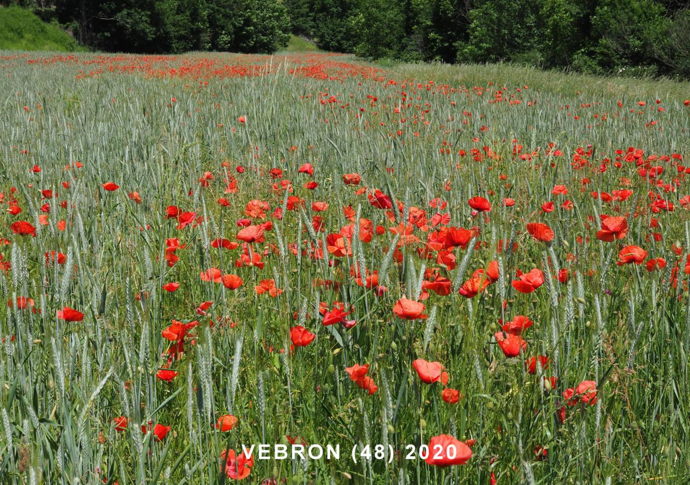 Poppy, Long-headed plant